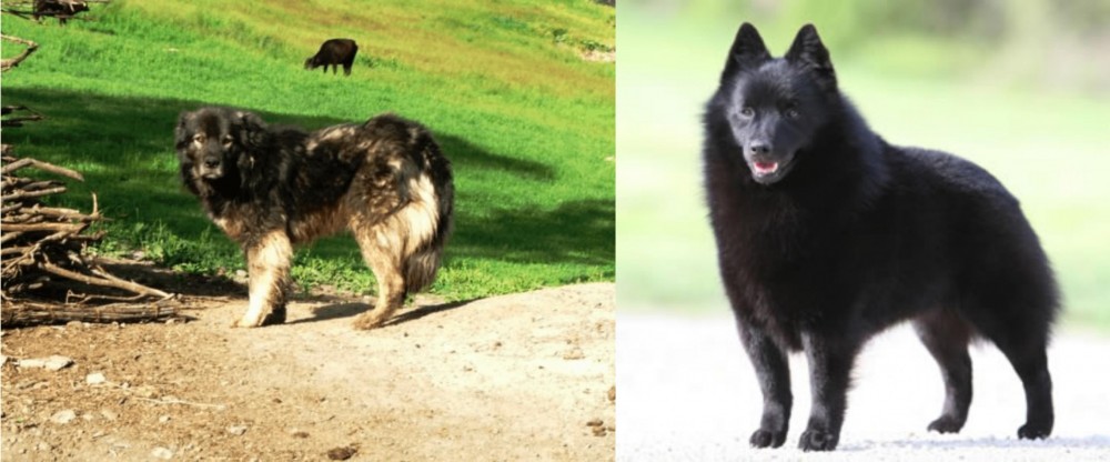 Schipperke vs Kars Dog - Breed Comparison