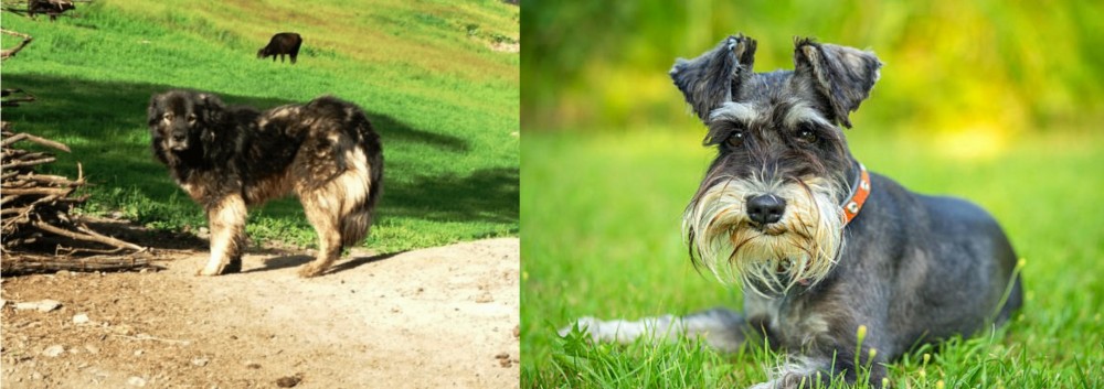 Schnauzer vs Kars Dog - Breed Comparison