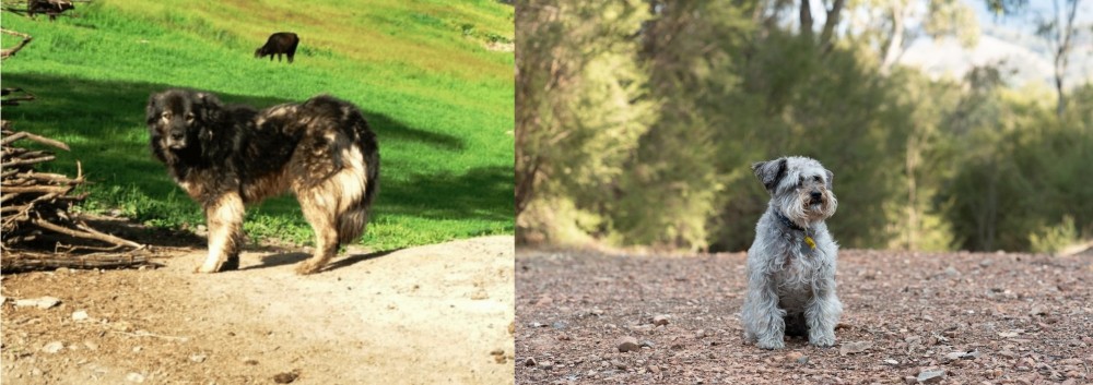 Schnoodle vs Kars Dog - Breed Comparison