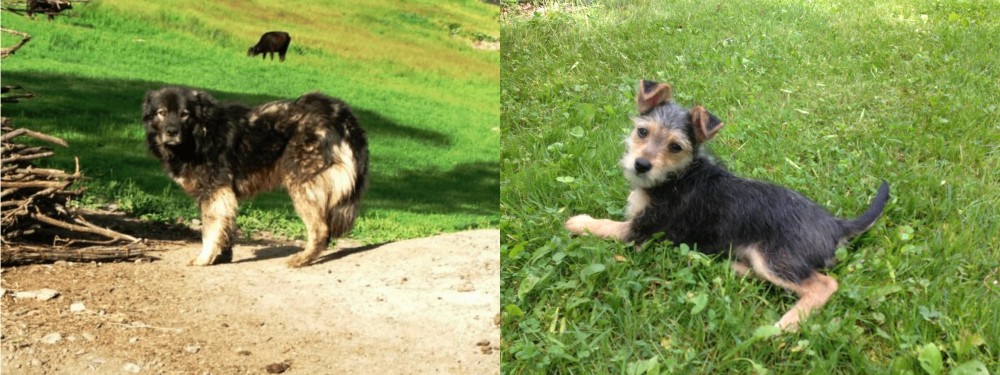 Schnorkie vs Kars Dog - Breed Comparison