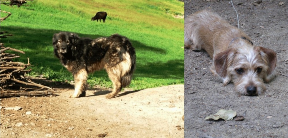 Schweenie vs Kars Dog - Breed Comparison