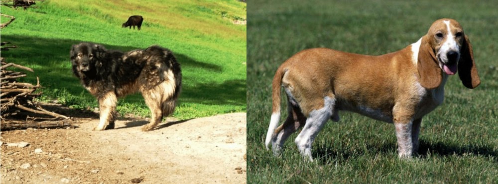 Schweizer Niederlaufhund vs Kars Dog - Breed Comparison