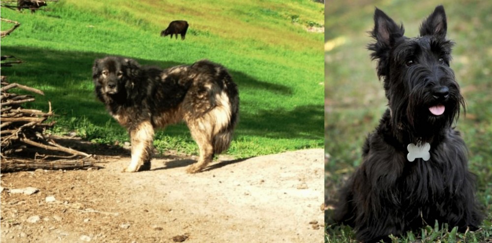 Scoland Terrier vs Kars Dog - Breed Comparison