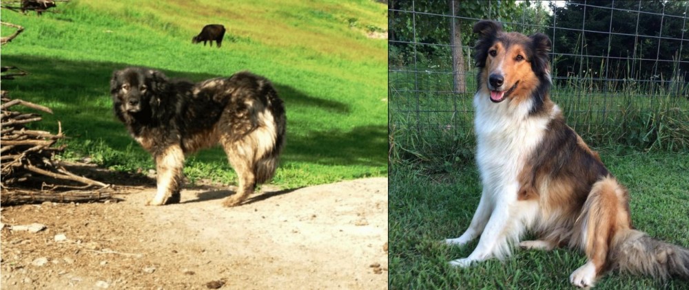 Scotch Collie vs Kars Dog - Breed Comparison