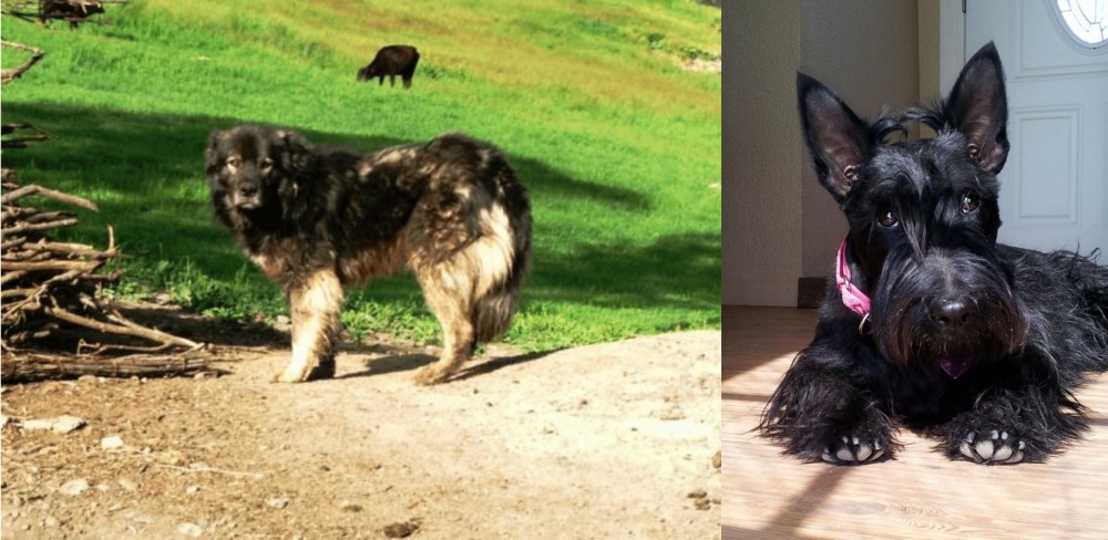 Scottish Terrier vs Kars Dog - Breed Comparison