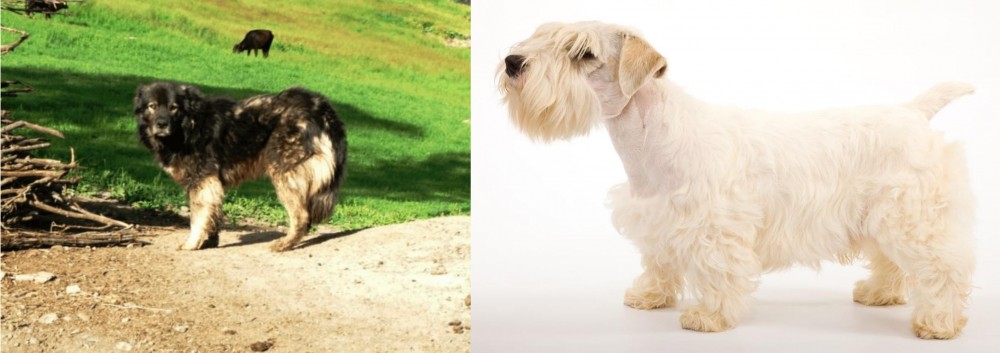 Sealyham Terrier vs Kars Dog - Breed Comparison