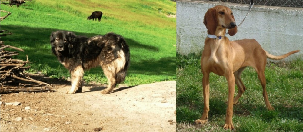 Segugio Italiano vs Kars Dog - Breed Comparison