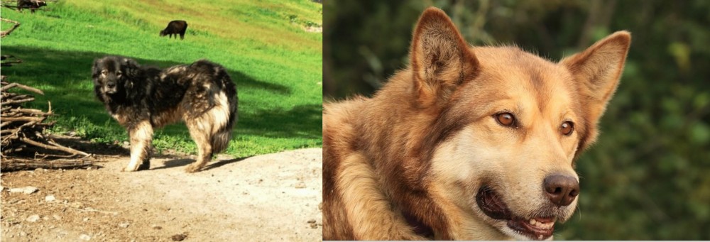 Seppala Siberian Sleddog vs Kars Dog - Breed Comparison