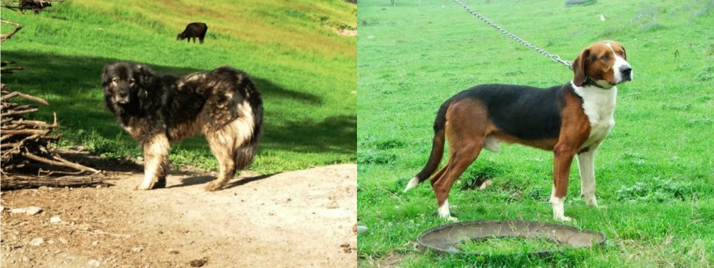 Serbian Tricolour Hound vs Kars Dog - Breed Comparison