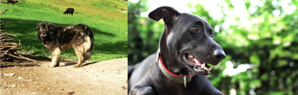 Shepard Labrador vs Kars Dog - Breed Comparison