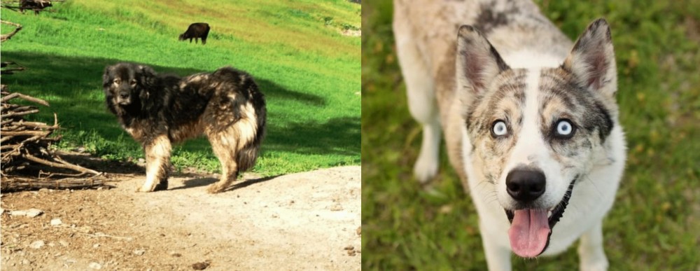 Shepherd Husky vs Kars Dog - Breed Comparison