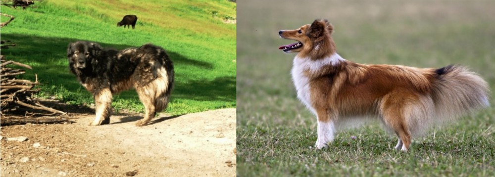 Shetland Sheepdog vs Kars Dog - Breed Comparison