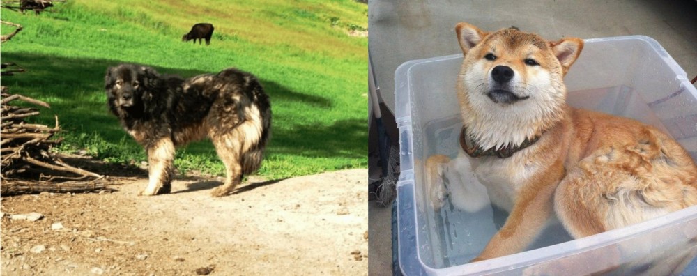 Shiba Inu vs Kars Dog - Breed Comparison
