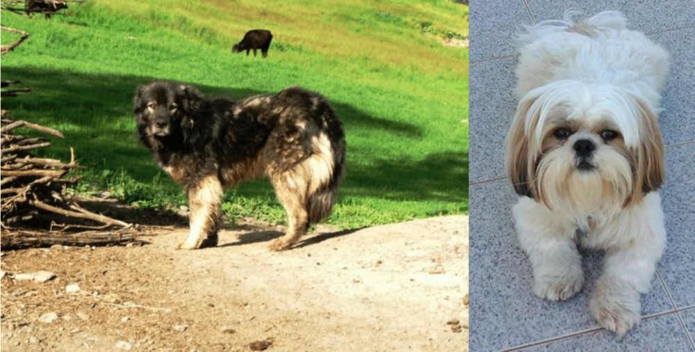 Shih Tzu vs Kars Dog - Breed Comparison