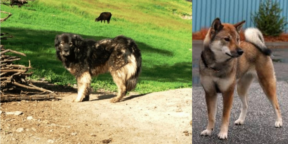 Shikoku vs Kars Dog - Breed Comparison