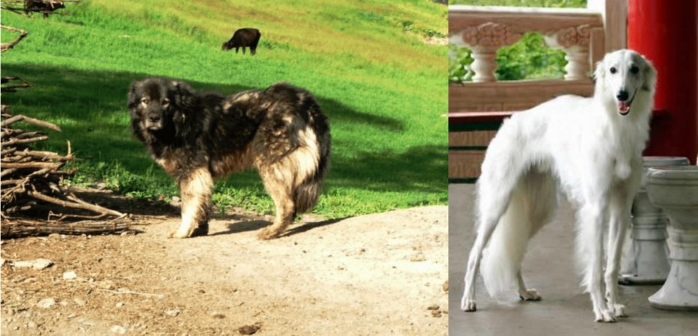 Silken Windhound vs Kars Dog - Breed Comparison