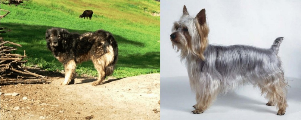 Silky Terrier vs Kars Dog - Breed Comparison