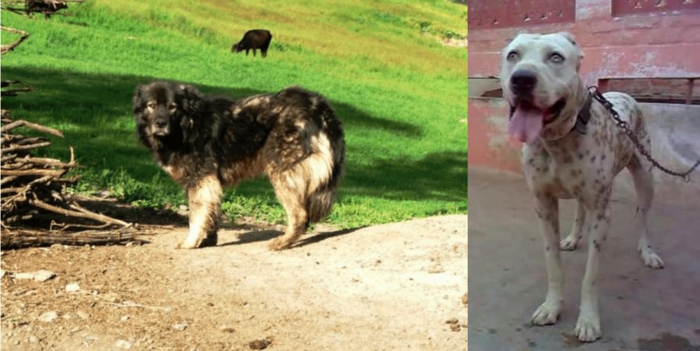 Sindh Mastiff vs Kars Dog - Breed Comparison