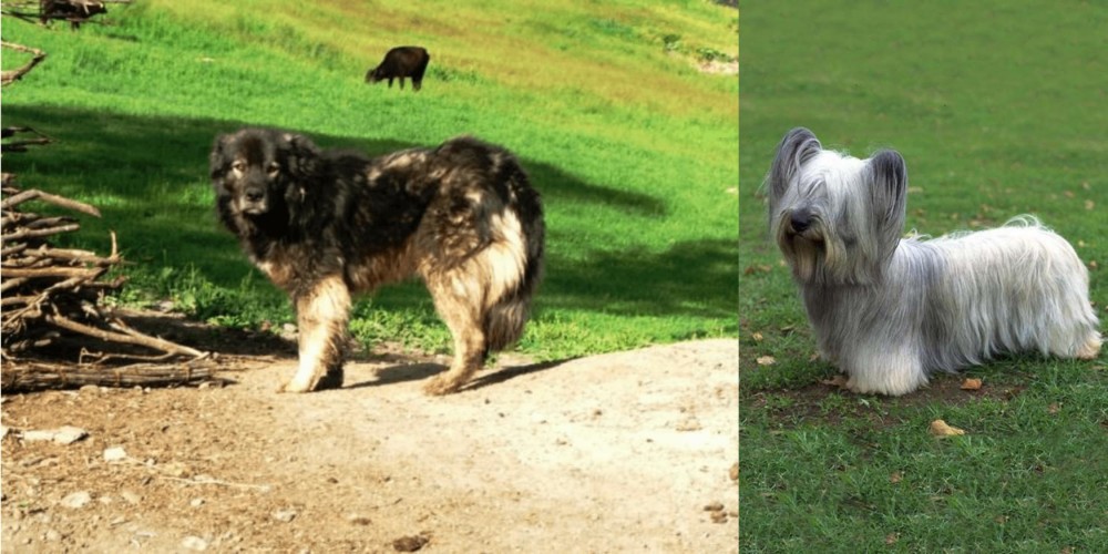 Skye Terrier vs Kars Dog - Breed Comparison