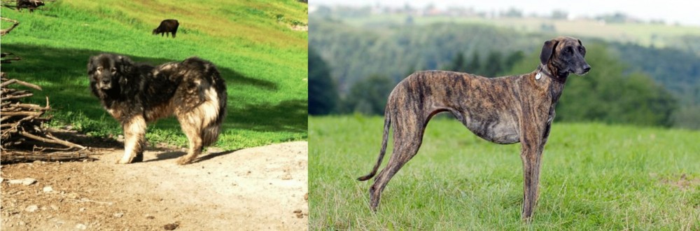 Sloughi vs Kars Dog - Breed Comparison
