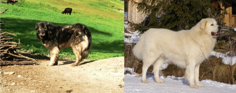 Slovak Cuvac vs Kars Dog - Breed Comparison