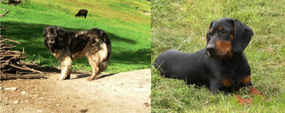 Slovakian Hound vs Kars Dog - Breed Comparison