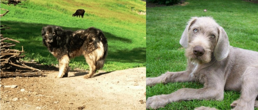 Slovakian Rough Haired Pointer vs Kars Dog - Breed Comparison