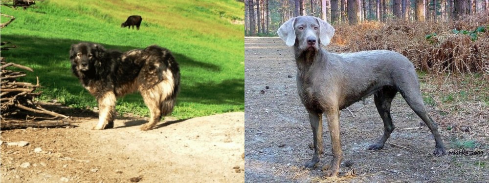 Slovensky Hrubosrsty Stavac vs Kars Dog - Breed Comparison