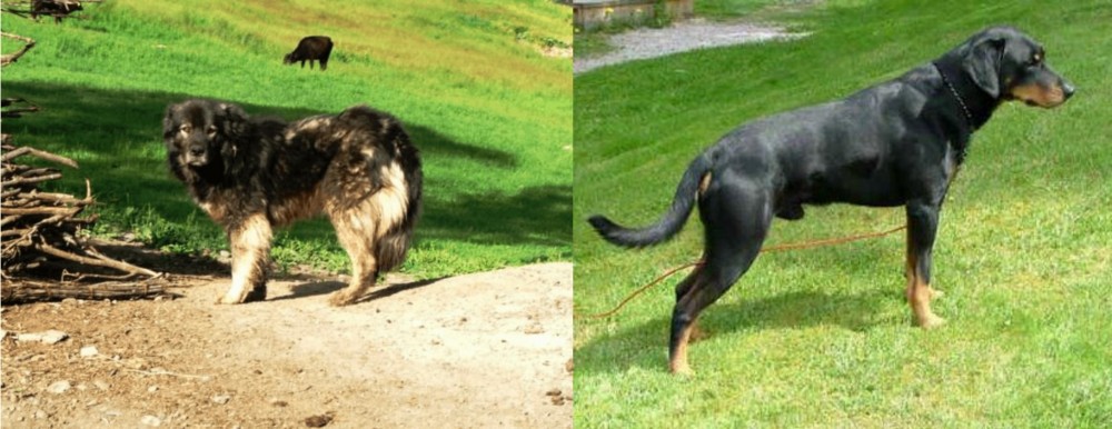 Smalandsstovare vs Kars Dog - Breed Comparison