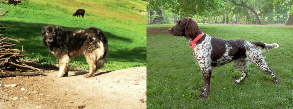Small Munsterlander vs Kars Dog - Breed Comparison