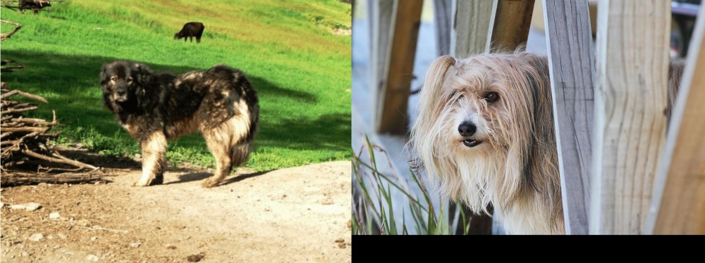 Smithfield vs Kars Dog - Breed Comparison