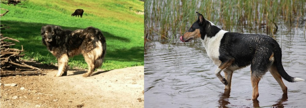 Smooth Collie vs Kars Dog - Breed Comparison