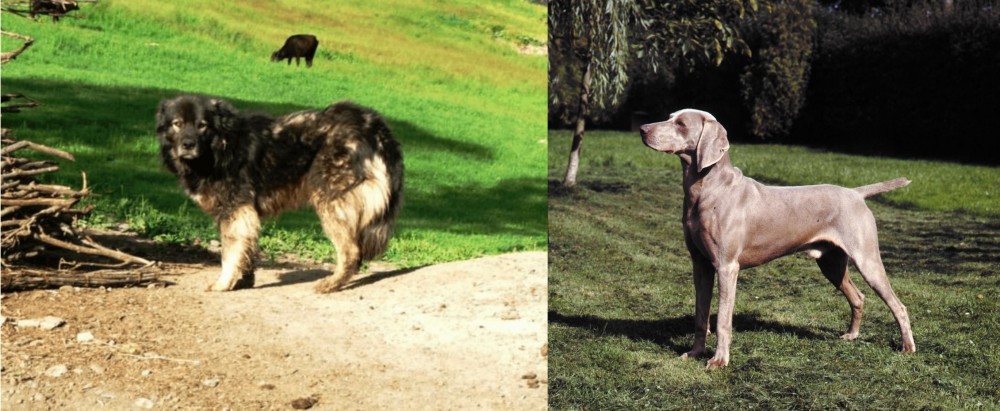 Smooth Haired Weimaraner vs Kars Dog - Breed Comparison