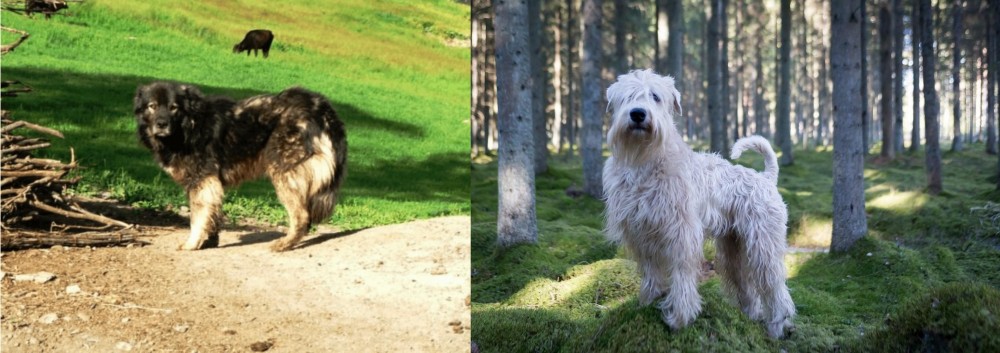 Soft-Coated Wheaten Terrier vs Kars Dog - Breed Comparison
