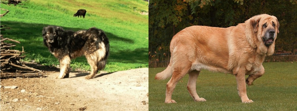 Spanish Mastiff vs Kars Dog - Breed Comparison