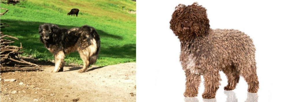 Spanish Water Dog vs Kars Dog - Breed Comparison