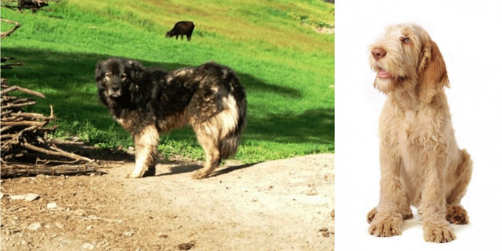 Spinone Italiano vs Kars Dog - Breed Comparison