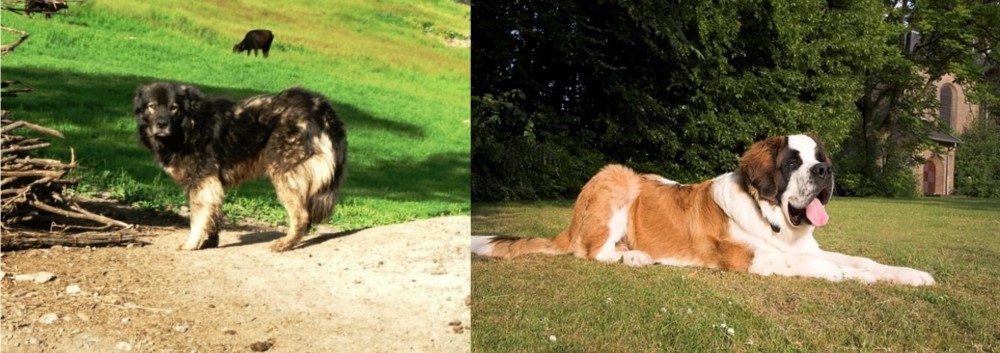 St. Bernard vs Kars Dog - Breed Comparison