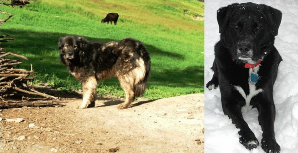 St. John's Water Dog vs Kars Dog - Breed Comparison