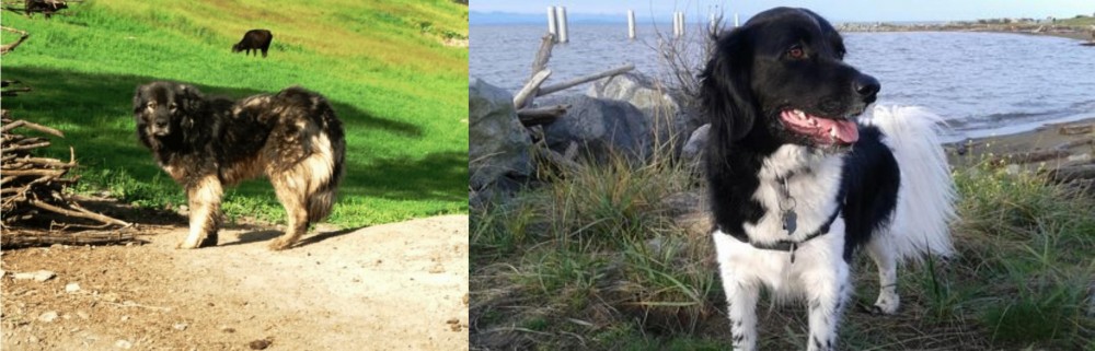 Stabyhoun vs Kars Dog - Breed Comparison