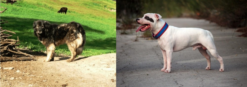 Staffordshire Bull Terrier vs Kars Dog - Breed Comparison