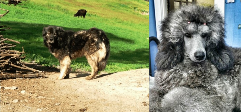 Standard Poodle vs Kars Dog - Breed Comparison