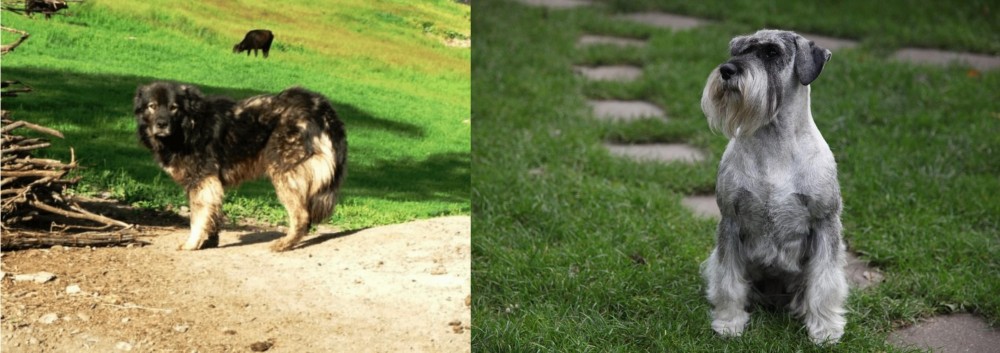 Standard Schnauzer vs Kars Dog - Breed Comparison