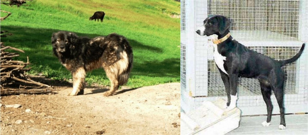 Stephens Stock vs Kars Dog - Breed Comparison