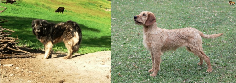 Styrian Coarse Haired Hound vs Kars Dog - Breed Comparison
