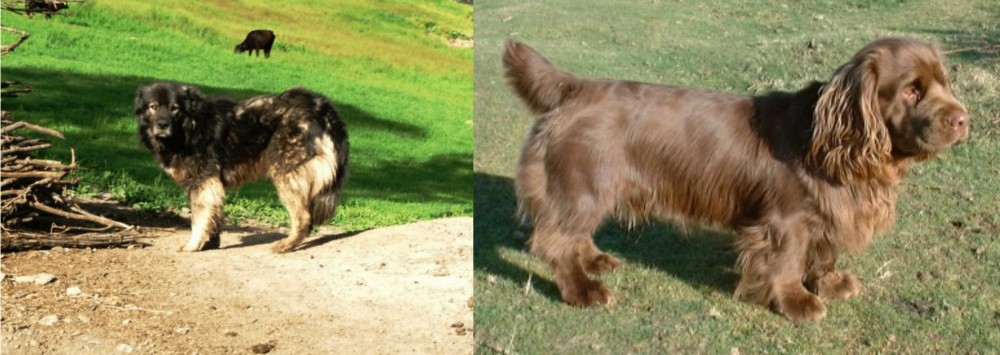 Sussex Spaniel vs Kars Dog - Breed Comparison