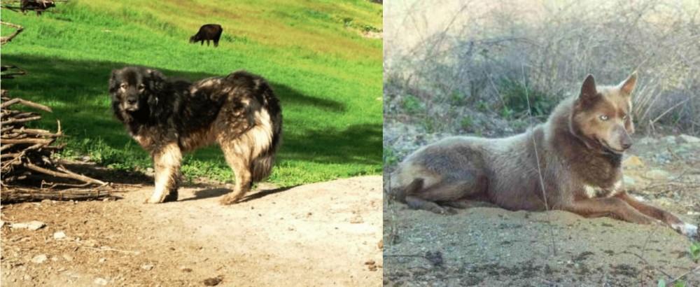 Tahltan Bear Dog vs Kars Dog - Breed Comparison