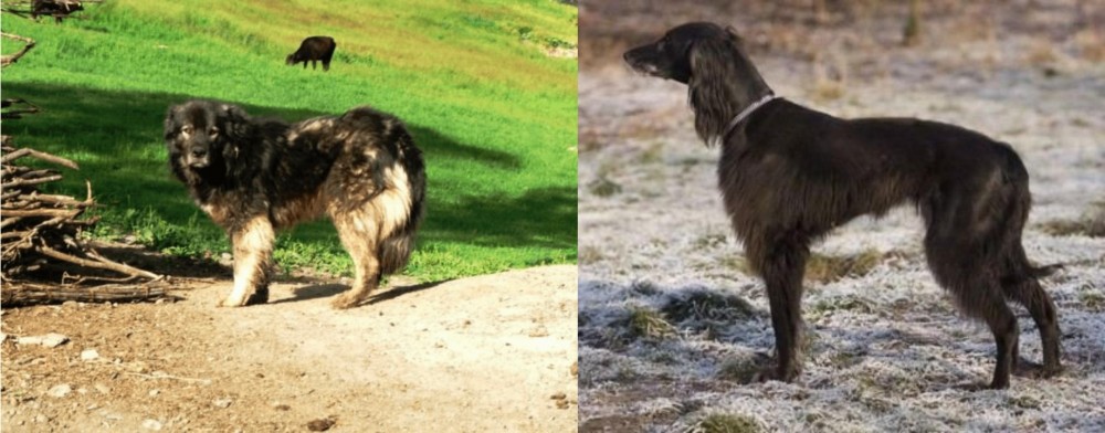Taigan vs Kars Dog - Breed Comparison