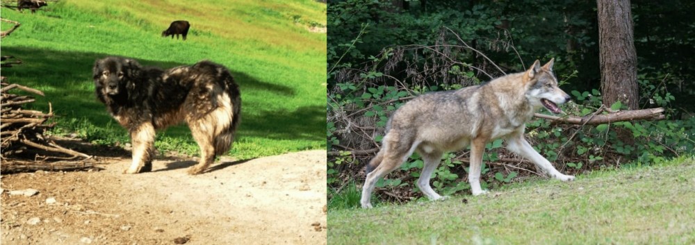 Tamaskan vs Kars Dog - Breed Comparison