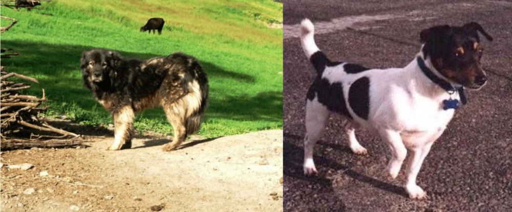 Teddy Roosevelt Terrier vs Kars Dog - Breed Comparison